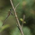 Somatochlora flavomaculata (Gefleckte Smaragdlibelle) - Männchen