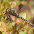 Somatochlora alpestris (Alpen-Smaragdlibelle) - Männchen