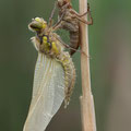 Vierfleck (Libellula quadrimaculata) - schlüpfendes Männchen