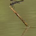 Treuer Kurzpfeil (Brachythemis impartita) - Männchen