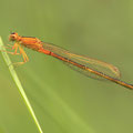 Kleine Pechlibelle (Ischnura pumilio) - junges Weibchen