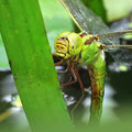 Aeshna viridis (Grüne Mosaikjungfer) - Weibchen bei der Eiablage