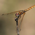 Violetter Sonnenzeiger (Trithemis annulata) - unausgefärbtes junges Männchen