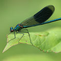 Gebänderte Prachtlibelle (Calopteryx splendens) - Männchen