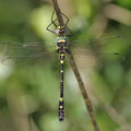 Macromia splendens (Europäischer Flussherrscher) - Männchen