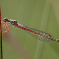 Zarte Rubinjungfer (Ceriagrion tenellum) - Weibchen