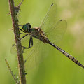 Somatochlora flavomaculata (Gefleckte Smaragdlibelle) - älteres Männchen