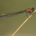 Große Pechlibelle (Ischnura elegans) - junges Weibchen (rufescens)