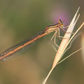 Rote Federlibelle (Platycnemis acutipennis) - Weibchen