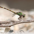 Paragomphus genei (Grüne Sandjungfer) - Männchen