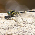 Onychogomphus uncatus (Große Zangenlibelle) - Männchen