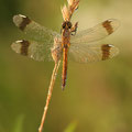 Gebänderte Heidelibelle (Sympetrum pedemontanum) - Männchen