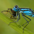 Gemeine Becherjungfer (Enallagma cyathigerum) - fressendes Männchen