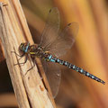 Aeshna mixta (Herbst-Mosaikjungfer) - Männchen