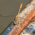 Onychogomphus costae (Braune Zangenlibelle) - Männchen