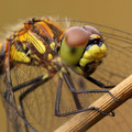 Schwarze Heidelibelle (Sympetrum danae) - Porträt