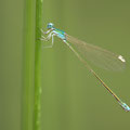 Zwerglibelle (Nehalennia speciosa) - junges Weibchen