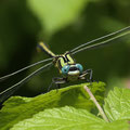 Gomphus simillimus (Gelbe Keiljungfer) - Männchen