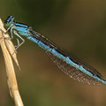 Gabel-Azurjungfer (Coenagrion caerulescens) - Weibchen