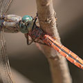 Langer Blaupfeil (Orthetrum trinacria) - Weibchen