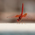 Feuerroter Sonnenzeiger (Trithemis kirbyi) - Männchen