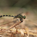 Onychogomphus forcipatus forcipatus (Kleine Zangenlibelle) - Männchen