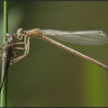 Blaue Federlibelle (Platycnemis pennipes) - Schlupf