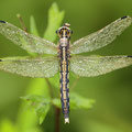 Östlicher Blaupfeil (Orthetrum albistylum) - Weibchen