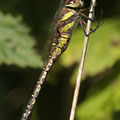 Aeshna mixta (Herbst-Mosaikjungfer) - Weibchen