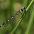 Gabel-Azurjungfer (Coenagrion scitulum) - junges Männchen