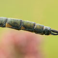 Somatochlora flavomaculata (Gefleckte Smaragdlibelle) - Männliches Hinterleibsende