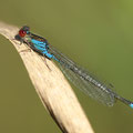 Kleines Granatauge (Erythromma viridulum) - Männchen