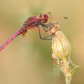 Violetter Sonnenzeiger (Trithemis annulata) - Männchen