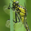 Gomphus vulgatissimus (Gemeine Keiljungfer) - frisches Weibchen