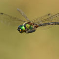 Somatochlora flavomaculata (Gefleckte Smaragdlibelle) - Männchen