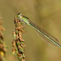 Kleine Pechlibelle (Ischnura pumilio) - Weibchen