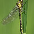 Gomphus vulgatissimus (Gemeine Keiljungfer) - frisches Männchen