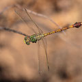 Paragomphus genei (Grüne Sandjungfer) - Männchen