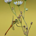 Sumpf-Heidelibelle (Sympetrum depressiusculum) - Männchen