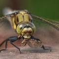 Großer Blaupfeil (Orthetrum cancellatum) - junges Männchen beim Fressen