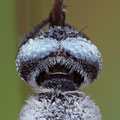 Spitzenfleck (Libellula fulva) - Männchen