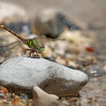 Paragomphus genei (Grüne Sandjungfer) - Männchen