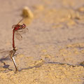 Gemeine Heidelibelle (Sympetrum vulgatum) - Tandem-Eiablage