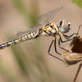 Schwarzer Baron (Selysiothemis nigra) - frisches Männchen