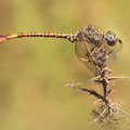 Paragomphus genei (Grüne Sandjungfer) - Männchen