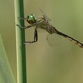 Somatochlora flavomaculata (Gefleckte Smaragdlibelle) - Männchen