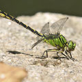 Ophiogomphus cecilia (Grüne Flussjungfer) - Männchen