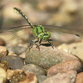Ophiogomphus cecilia (Grüne Flussjungfer) - Männchen