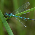 Speer-Azurjungfer (Coenagrion hastulatum) - Männchen