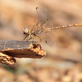 Onychogomphus costae (Braune Zangenlibelle) - Männchen